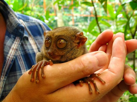 Tarsier from the island of Bohol / Philippines