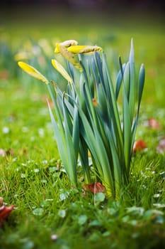 Narcissus