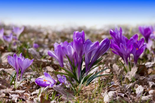 Spring wd628