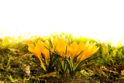 Spring wd627
