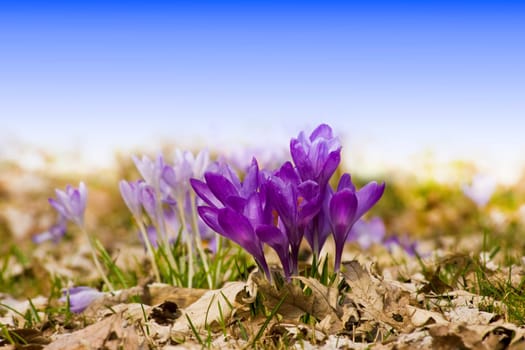 Spring wd629