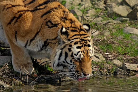 Drinking Tiger