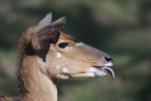 Nyala Antelope