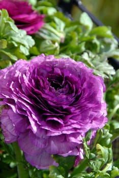 Ranunculus