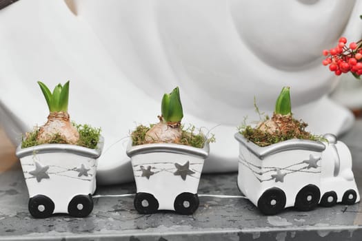 Hyacinths in a pot -train Christmas composition