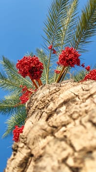 Palm and dates on blue sky background, bottom view, vertical frame.