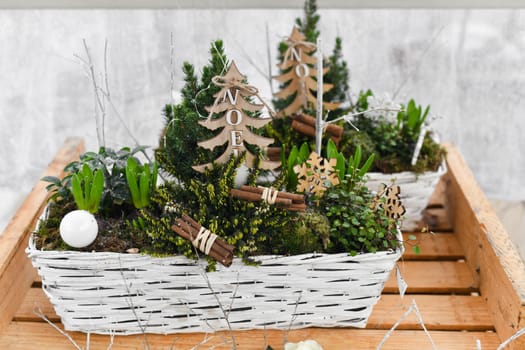 Christmas composition with hyacinths for Christmas