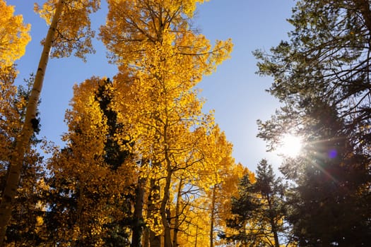 Golden Autumn Scene In Forest, Park, With Falling Leaves, The Sun Shining Through Trees And Blue Sky. Background, Fall Season. Fresh Vibrant Colors. Landscape. Scenic Scenery. Horizontal Plane.