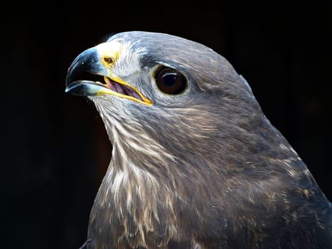 Common buzzard