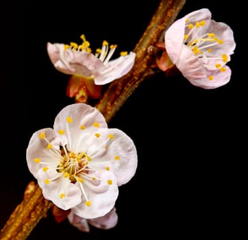 blossom cherry flower