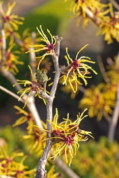 Witch hazel