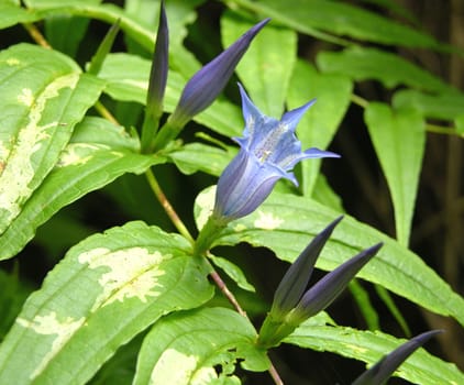 Swallowtail gentian