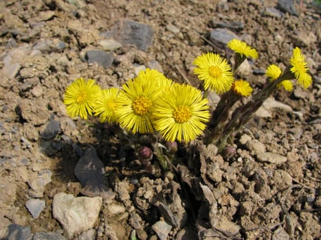 Coltsfoot,Tussilago farfara