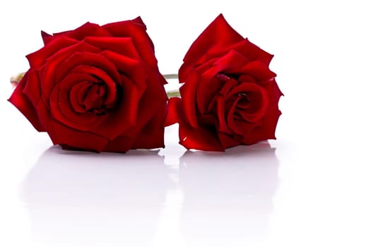 Two Rose wd636
