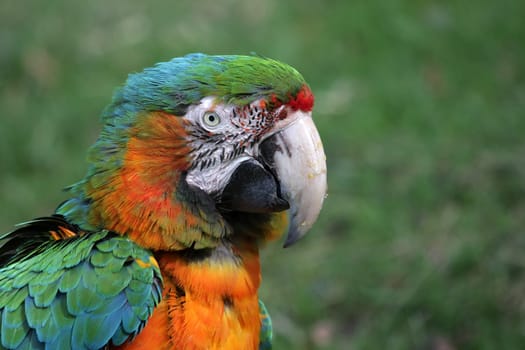 AraPortrait