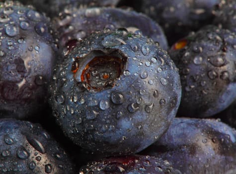blueberry closeup