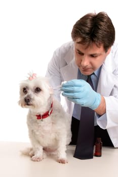 Vet treating a pet dog