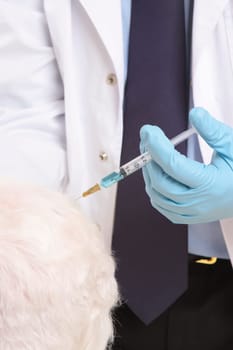 Vet giving animal injection