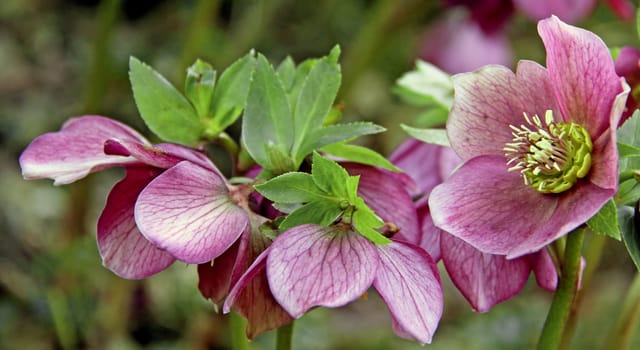 Purple Christmas rose Helleborus orientalis