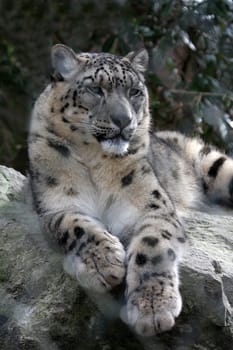 Snow leopard