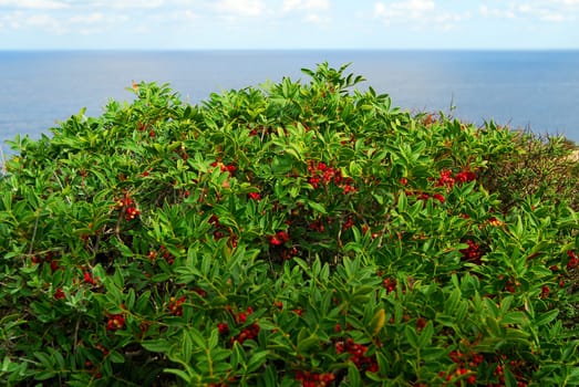 Pepper bush on Comino