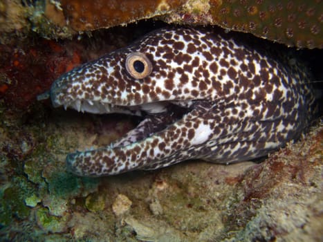 Spotted moray eel - Gymnothorax moringa