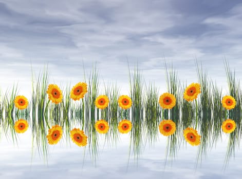 Flower meadow