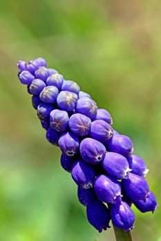 Small grape hyacinth