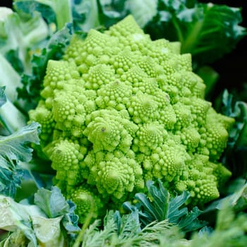 Romanesco (Brassica oleracea)