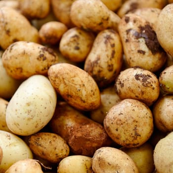 Neue Kartoffeln (Solanum tuberosum)