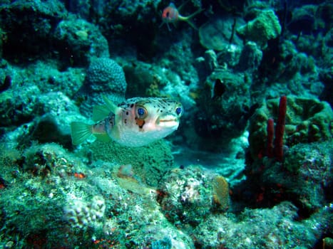 Balloon Hedgehogfish