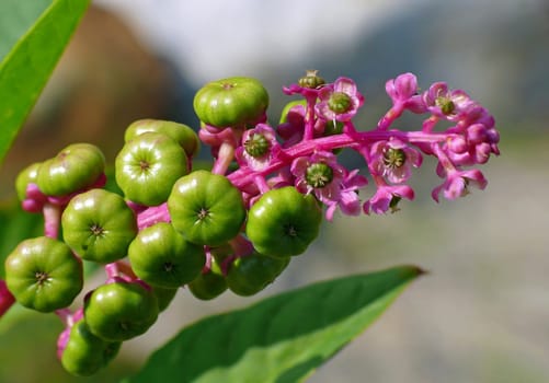 Kermes berry [Phytolacca spec]