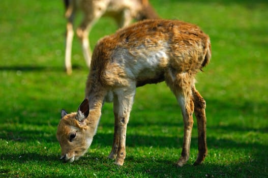 Aesendes Fallow Deer Fawn,Dama dama