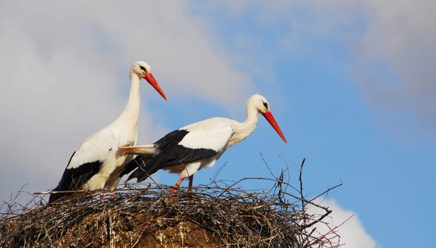 Breeding season