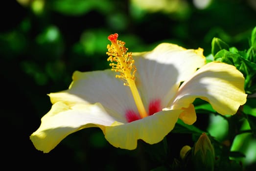 Hibiscus in Gozo