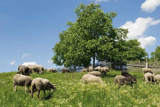 Weident Sheep 2