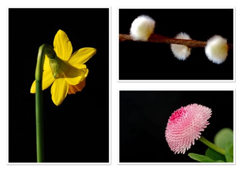 Spring Flowers