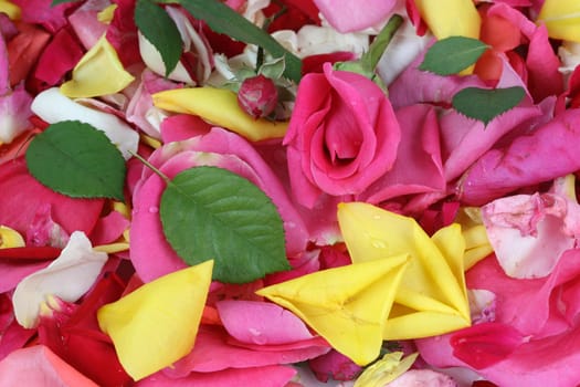red rose