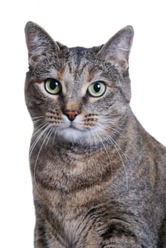 (cat animal) without big
