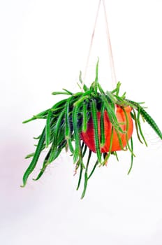 Hanging plant Epiphyllum