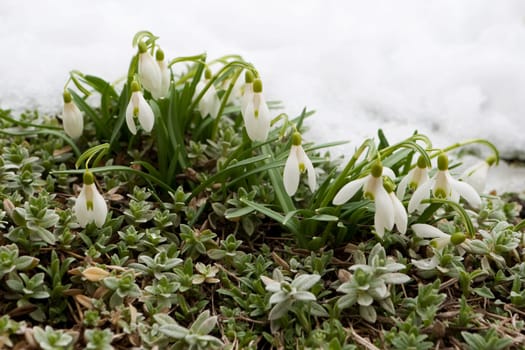 Snowdrops in the snow