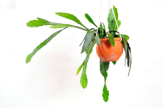 Hanging plant Epiphyllum