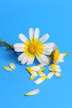 daisy background
