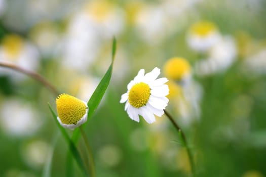 daisy background