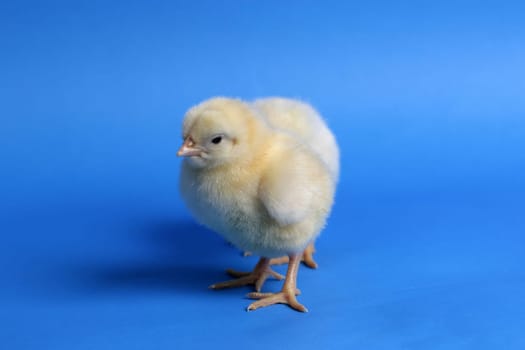 chicken baby