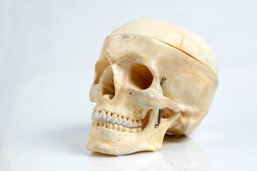 skull background
