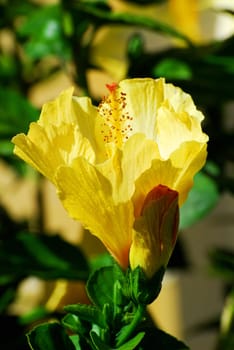 hibiscus