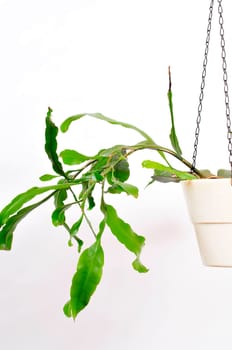 Hanging plant Epiphyllum