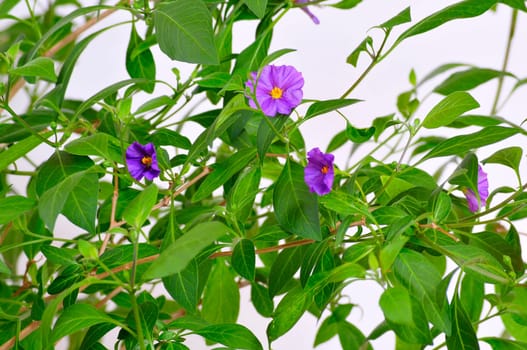 Gentian trees