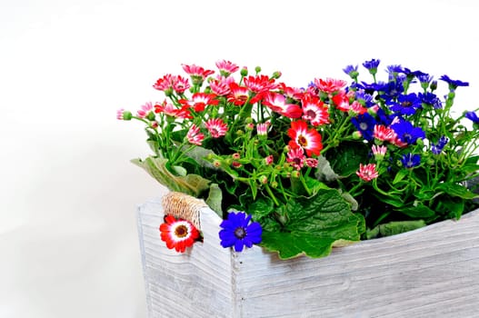 Cinerarie senecio cruentus flower